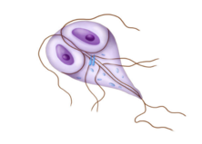 1100ku0s-24cb-222x159.png