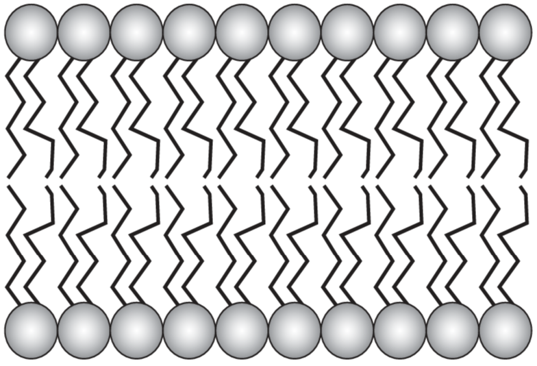 1100kwzk-24fe-784x534.png