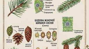 УРОК БІОЛОГІЇ, 7 КЛАС.  Тема: "Насінні рослини – голонасінні".