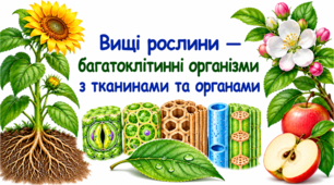 Вищі рослини — багатоклітинні організми з тканинами та органами.