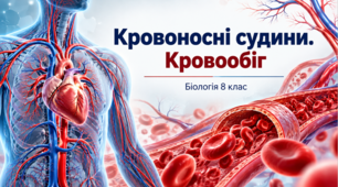 Презентація «Кровоносні судини. Кровообіг» Біологія, 8 клас.НУШ за підручником Тагліної