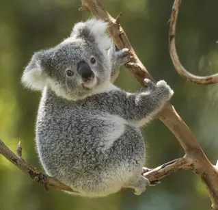 Koala | Discover Wildlife Today—Visit Now — National Zoo & Aquarium