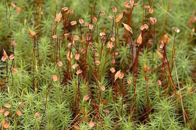 Зозулин льон звичайний (Polytrichum commune) — фото та опис рослини 🌿