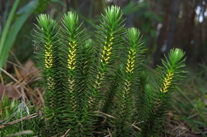 Баранець звичайний (Lycopodium selago) — фото та опис рослини 🌿