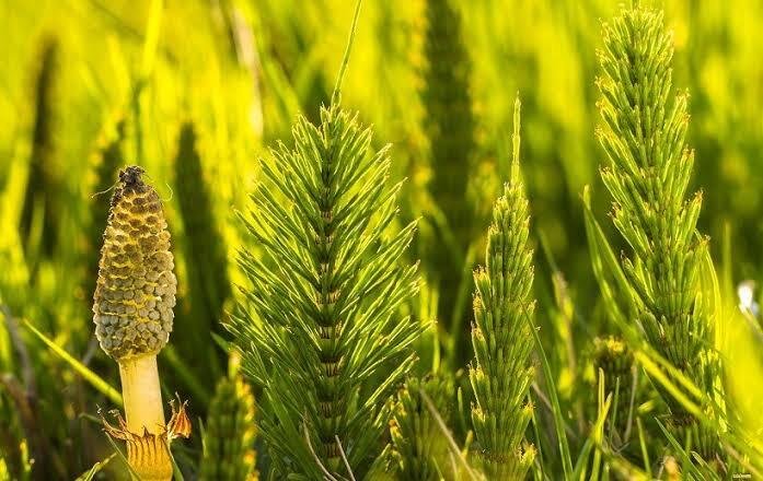 Польовий хвощ - Biogance Ukraine