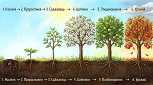 «Життєвий цикл рослини (яблуні): від насінини до врожаю»