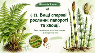 § 11. Вищі спорові рослини: папороті та хвощі. Їхнє значення в екосистемах та використання
