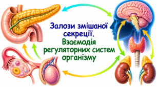 Залози змішаної секреції. Взаємодія регуляторних систем організму.