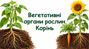 Вегетативні органи рослин. Корінь.