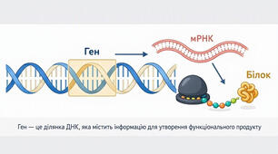 Генний рівень організації генетичної інформації. ГЕН. (НУШ)