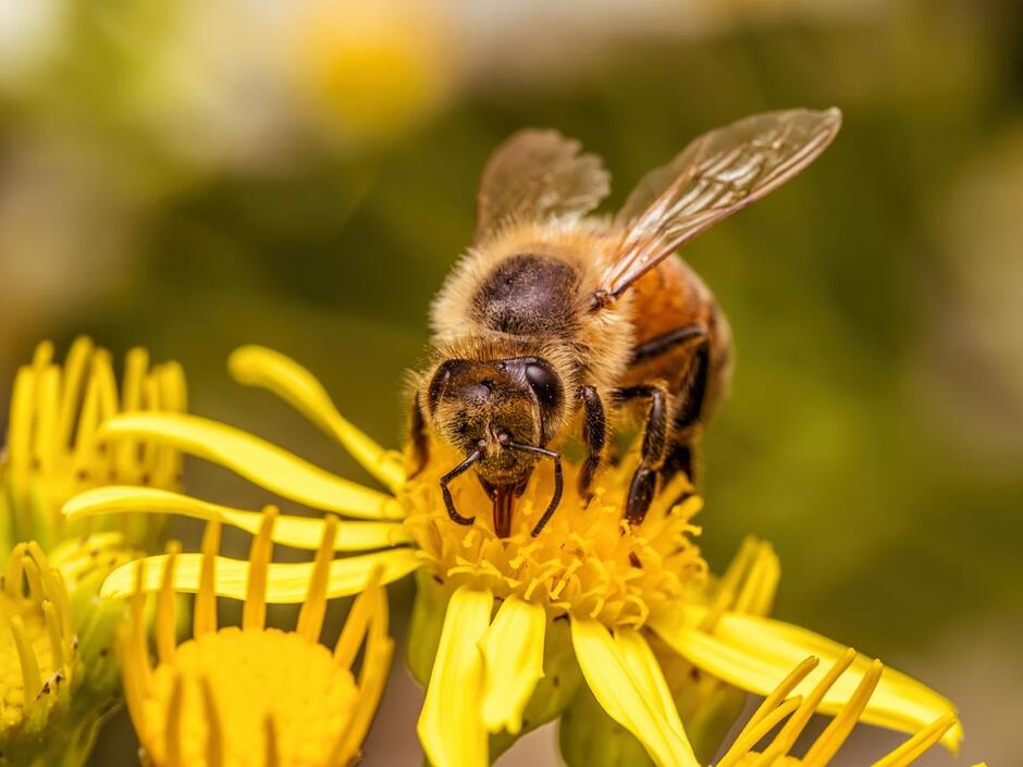 A bee pollinating yellow wild flowers