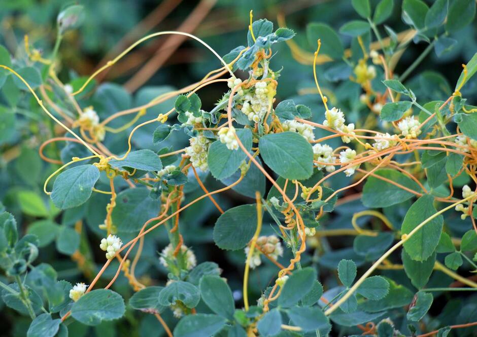 The parasitic plant field dodder (Cuscuta campestris) grows among crops