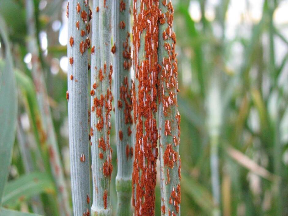 Neue Resistenz-Gene gegen Schwarzrost identifiziert Wildsorten helfen im Kampf gegen den aggressiven Pilz Puccinia graminis :: Pflanzenforschung.de