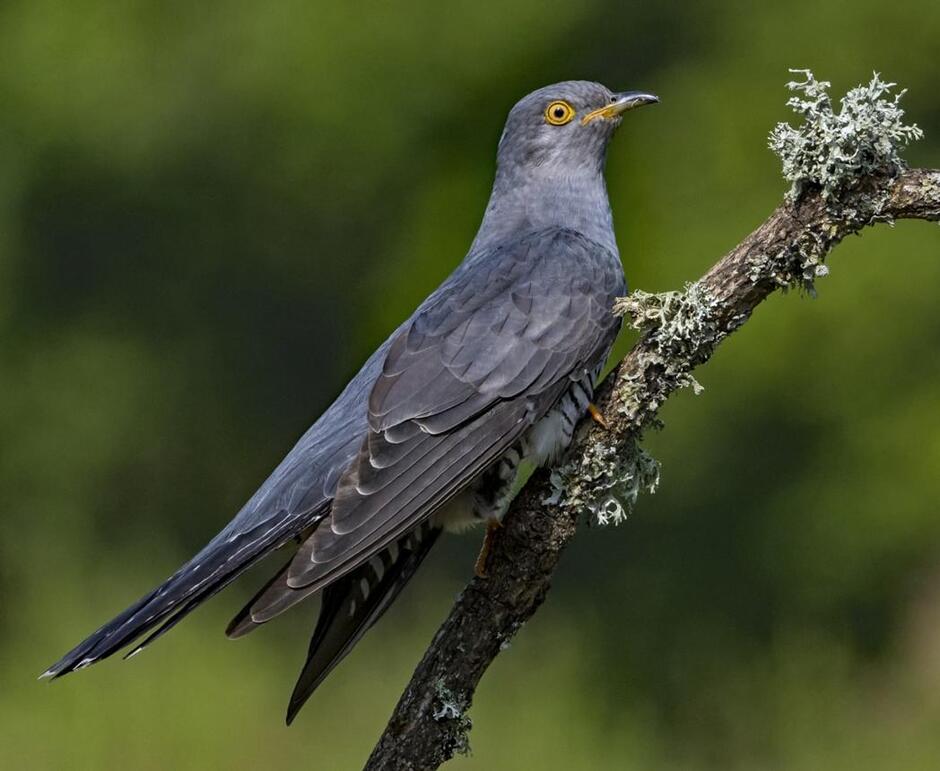 Common Cuckoo by Martyn Jones - BirdGuides