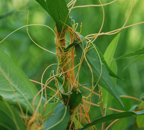 Cuscuta spp. | UMass Amherst Landscape, Nursery & Urban Forestry Program