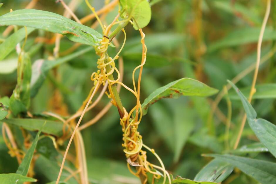File:Dodder wrapped around green plant.JPG - Wikimedia Commons