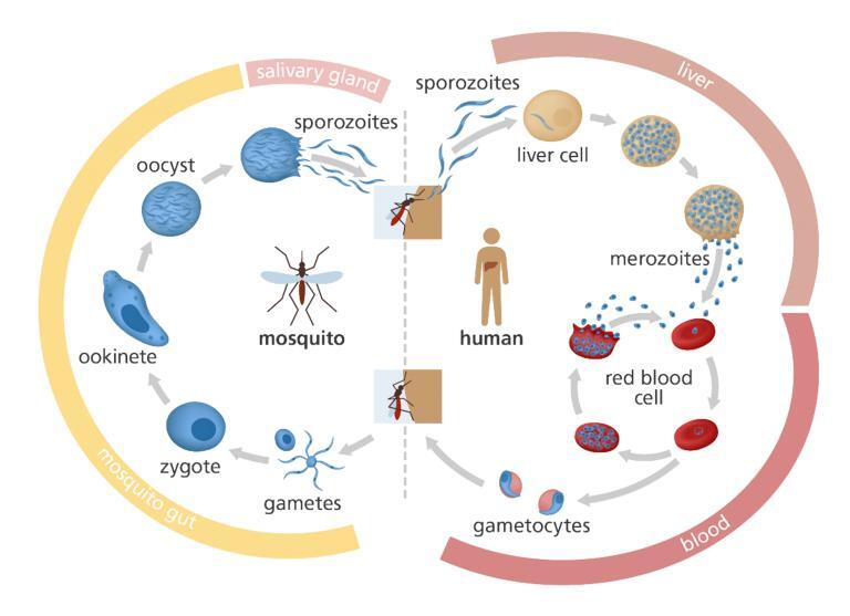 Life Cycle Of Malarial Parasite Diagram