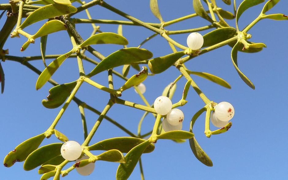 Biologie der Mistel - waldwissen.net