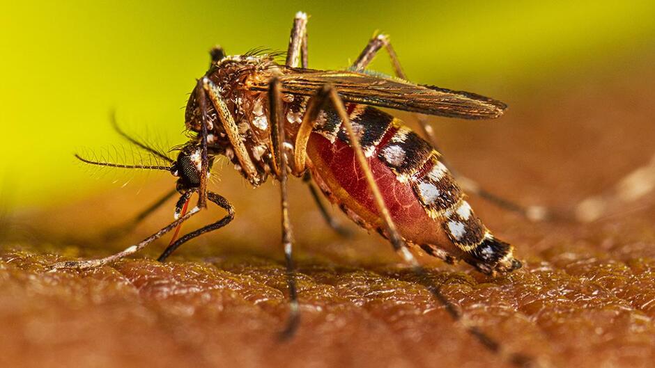 Dengue Fever: Health Authorities report at least 460 cases and five deaths - TATOLI Agência Noticiosa de Timor-Leste