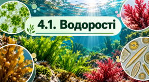 4.1 Водорості