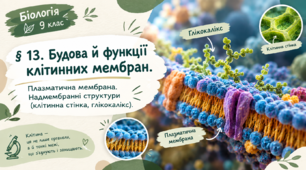 § 13. Будова й функції клітинних мембран. Плазматична мембрана. Надмембранні структури (клітинна стінка, глікокалікс)