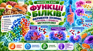 Функції білків. Ферменти (ензими), їхня роль у процесах метаболізму.  БІОЛОГІЯ. 9 КЛАС