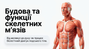 15. Будова та функції скелетних м’язів. Основні групи скелетних м’язів