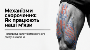 16. Механізми скорочення й особливості роботи м’язів