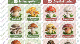 Дидактична гра / Набір карток «Їстівні та отруйні гриби» для ЗДО та НУШ