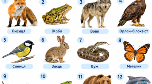 Тварини. 