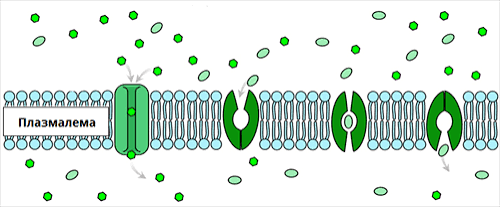 1100n24q-1d2e-500x207.png