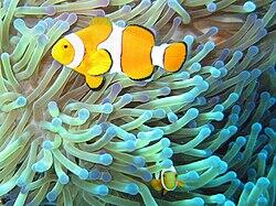 1100n459-a9b5-250x187.jpg