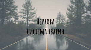 Презентація-конспект з біології "Нервова система тварин"