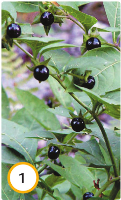 1100n89b-9e83-245x405.png