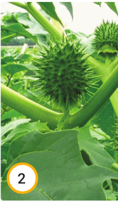 1100n89v-735c-239x407.png