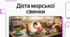 Історія, походження та особливості догляду за морськими свинками