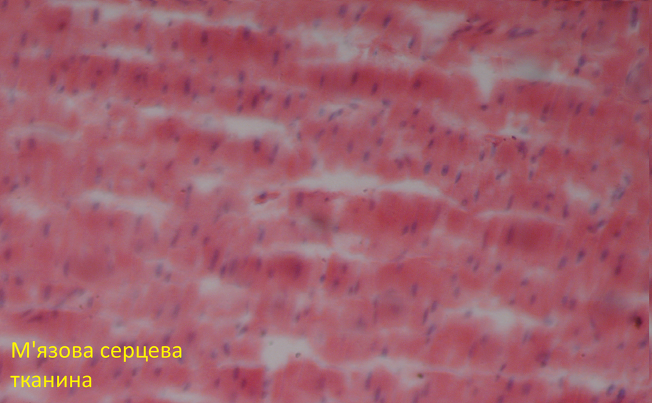1100nbbn-ced3-940x582.bmp