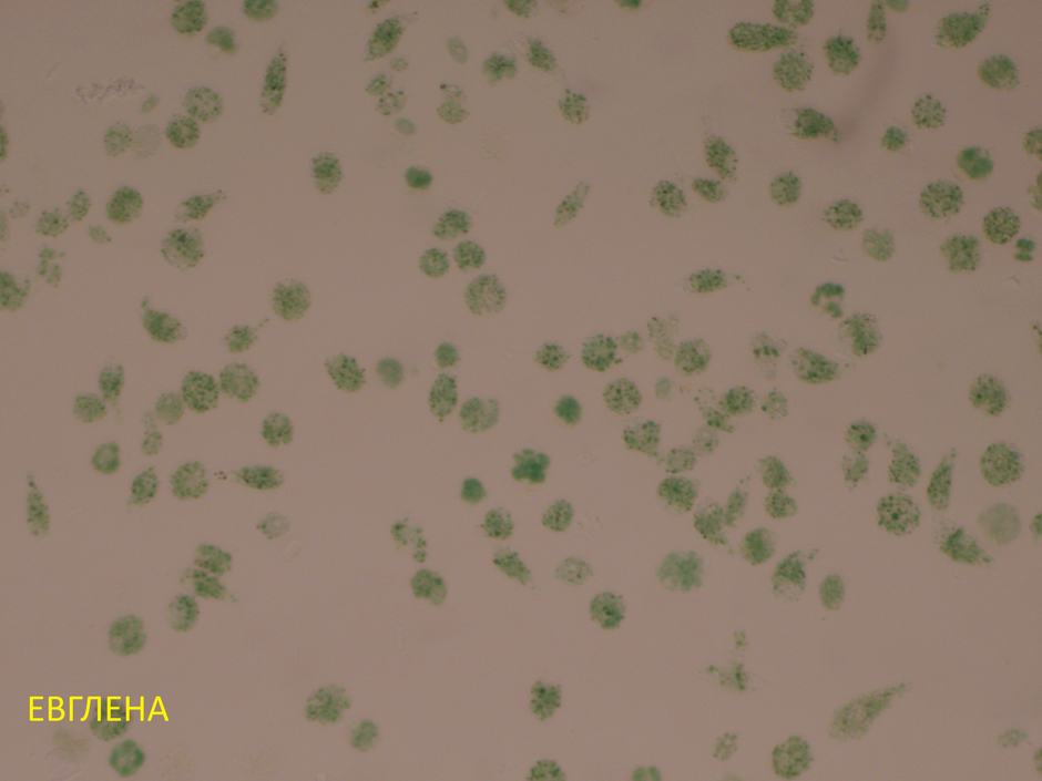 1100nbfl-17d3-940x705.bmp