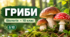 Біологія. 10 клас. Тестові завдання з теми «Гриби» 