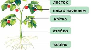 Органи рослин