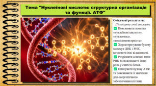 Нуклеїнові кислоти: структурна організація та функції. АТФ. 9 клас (НУШ). Біологія. За підручником авторів Андерсон О. та інші.