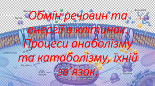 9 клас. НУШ. Біологія. Презентація до уроку: Обмін речовин та енергії в клітинах. Процеси анаболізму та катаболізму, їхній зв’язок.
