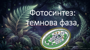 9 клас. НУШ. Біологія. Презентація до уроку: Фотосинтез: темнова фаза.