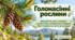 Презентація «Голонасінні рослини: різноманіття, роль і значення в екосистемах, використання людиною. Пристосування до життя на суходолі»  Біологія, 7 клас НУШ