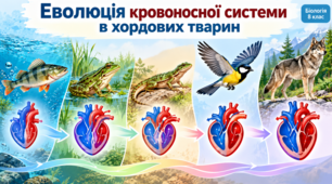 Презентація «Еволюція кровоносної системи в хордових тварин»  Біологія, 8 клас НУШ за підручником Тагліної