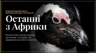 10 жовтня - Міжнародний день африканських пінгвінів