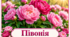 Весна розквітає: квіткова палітра весни.