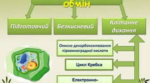 23.  Розщеплення речовин в організмі (безкисневе, кисневе).