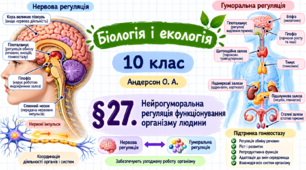 Нейрогуморальна регуляція функціонування організму людини. Презентація, інфографіка, робочий аркуш (Автор: Андерсон О. А.)
