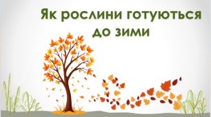 Як рослини готуються до зими